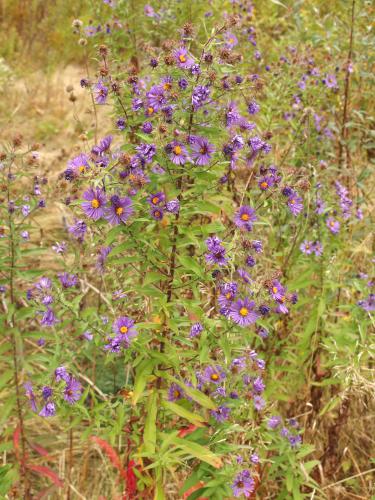 New England Aster in September at Rough Meadows Wildlife Sanctuary in northeast Massachusetts