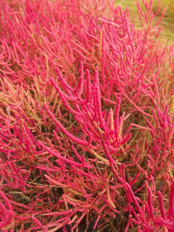 Pickle Weed (Salicornia maritima) in October at Rough Meadows Wildlife Sanctuary in northeast Massachusetts