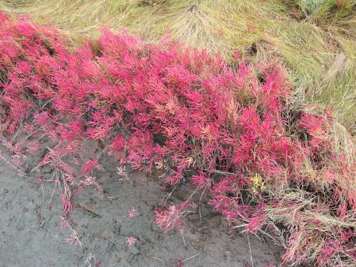 Pickle Weed (Salicornia maritima) in October at Rough Meadows Wildlife Sanctuary in northeast Massachusetts