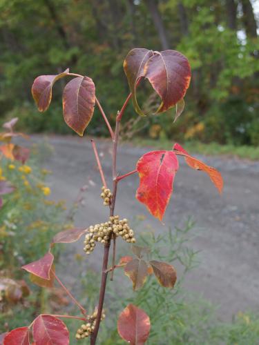 Poison Ivy at Rough Meadows Wildlife Sanctuary in northeast Massachusetts