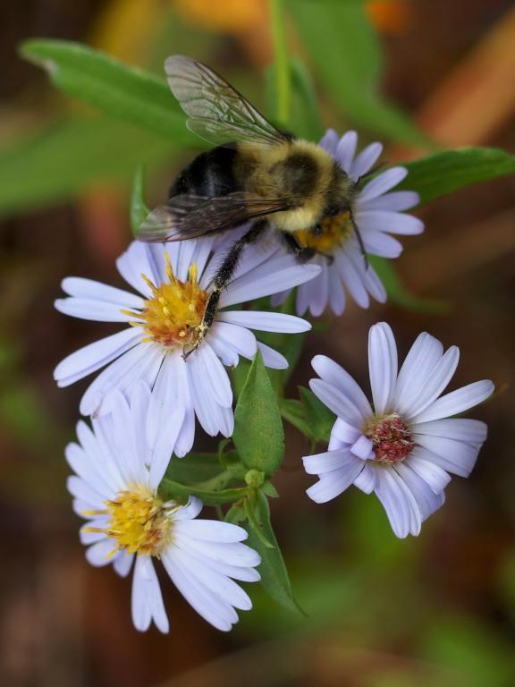 Smooth Aster in October at Rough Meadows Wildlife Sanctuary in northeast Massachusetts