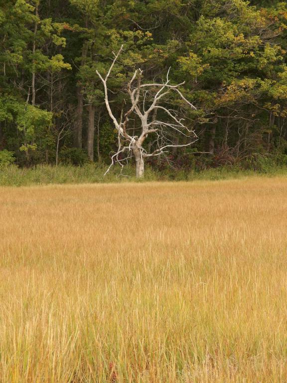 marsh view in October at Rough Meadows Wildlife Sanctuary in northeast Massachusetts