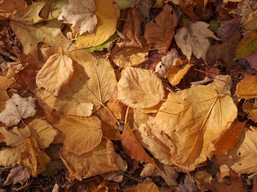 Striped Maple leaves at Round Mountain in western Maine