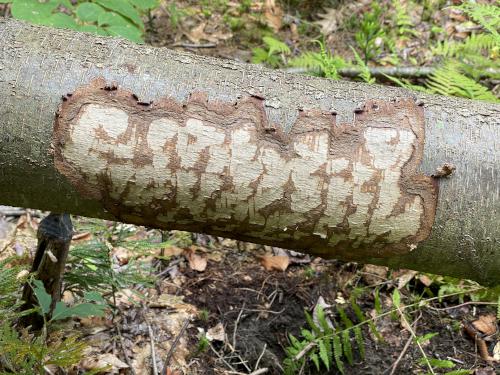 fallen tree in August at Round Mountain in southwest MA