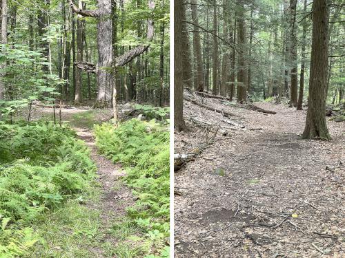 trail in August at Round Mountain in southwest MA