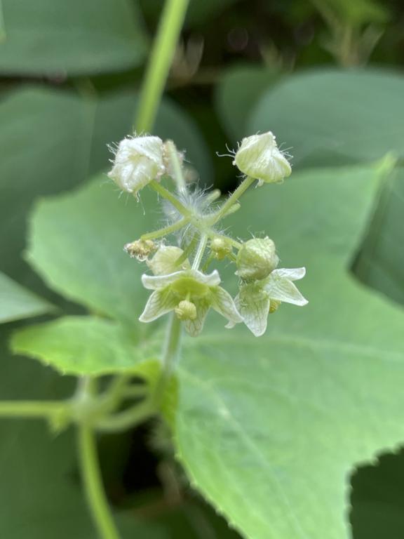 Burcucumber (Sicyos angulatus) in August at Roussel Field and River Walk in Nashua NH