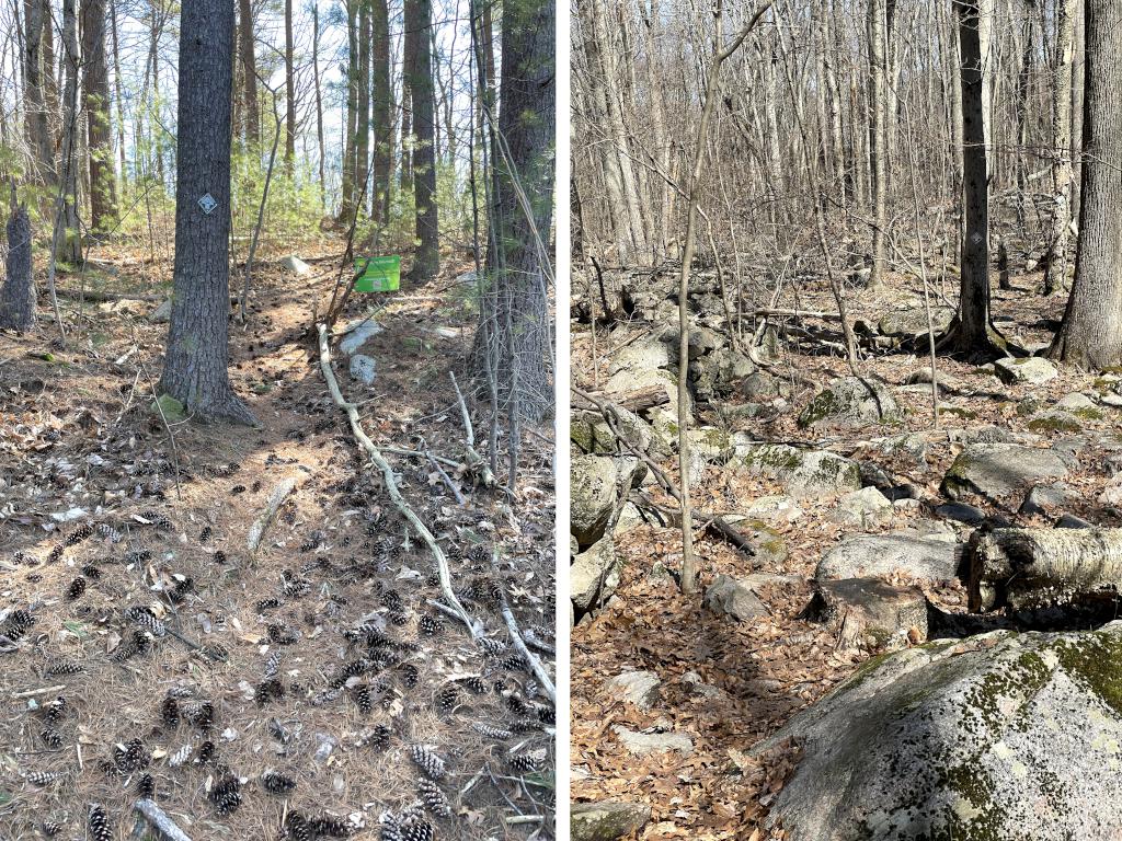 trails in March at Saddle Hill Nature Walk in eastern Massachusetts