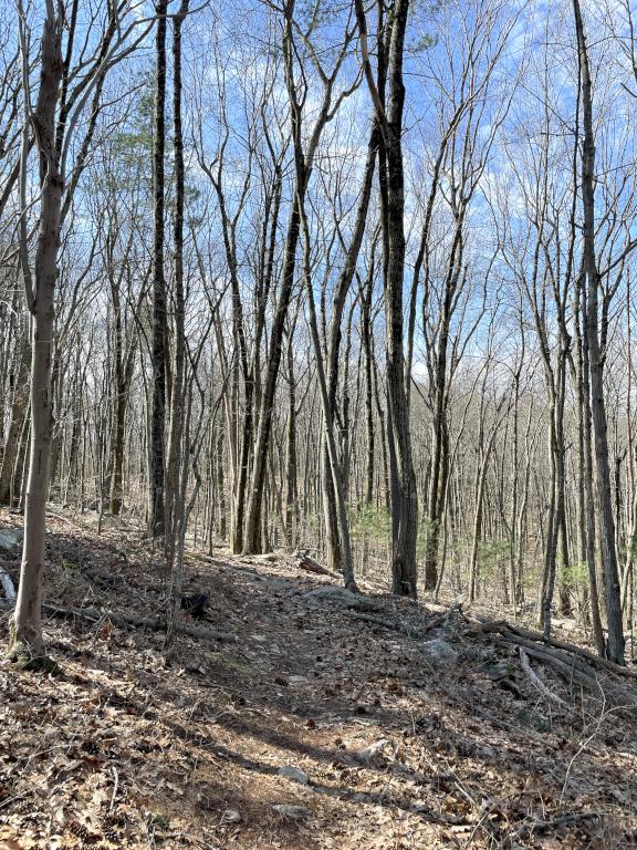 wilderness view in March at Saddle Hill Nature Walk in eastern Massachusetts