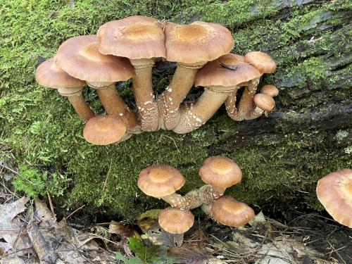 mushrooms in September at Sandown Town Forest in southern NH