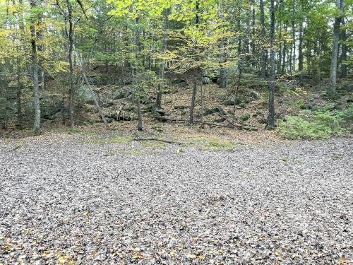 dry vernal pool in September at Sandown Town Forest in southern NH