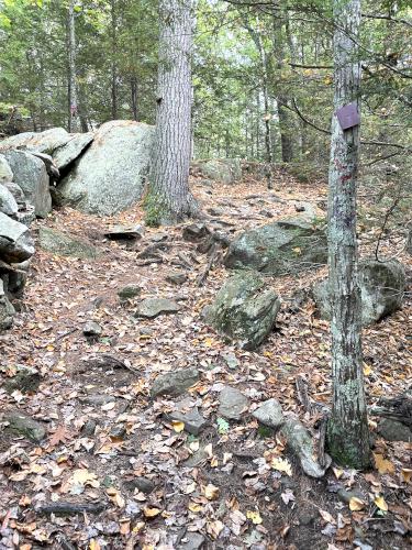 trail in September at Sandown Town Forest in southern NH