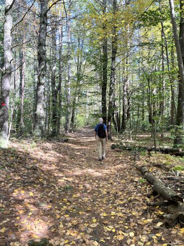 trail in September at Sandown Town Forest in southern NH