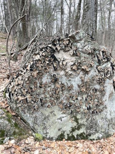 lichen in February on a boulder at Sassafras Trail near Westford in northeast MA