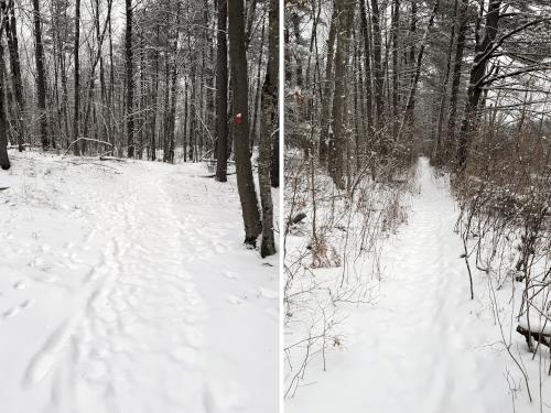 trails in January at Sawmill Swamp in southeast NH