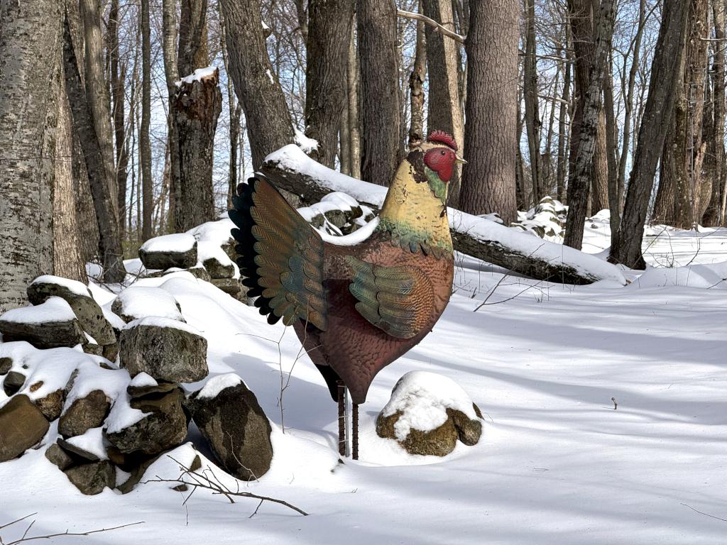 trailside art in February at South Sawmill Swamp in southeast NH