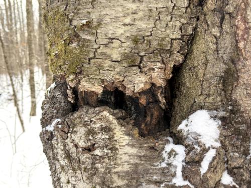 grr in February at South Sawmill Swamp in southeast NH