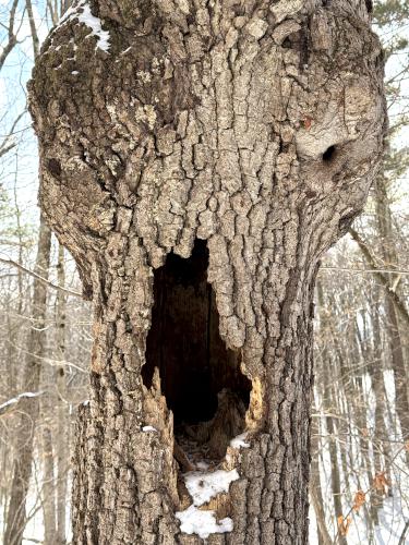 ooh in February at South Sawmill Swamp in southeast NH