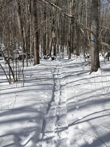 trail in February at South Sawmill Swamp in southeast NH