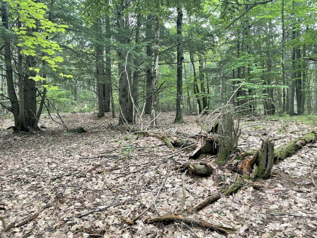 bushwhack woods in July at Sawyer Mountain near Limington in southwest Maine