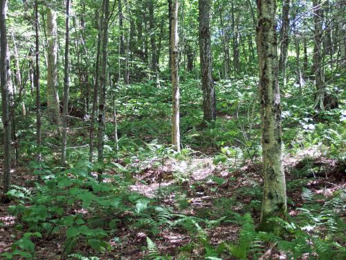 woods at Scott Bog South Peak in northern New Hampshire