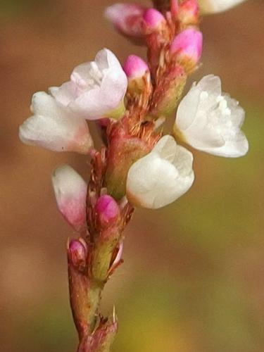 Carey's Smartweed (Polygonum careyi) in Cutter Woods at Pelham in southern New Hampshire