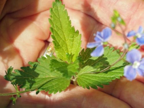 Germander Speedwell (Veronica chamaedrys) in June at Sentinel Mountain in New Hampshire