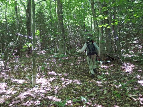 bushwhack at Sentinel Mountain in New Hampshire