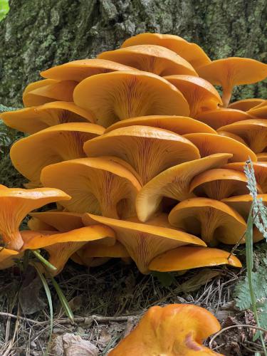 Jack-o-lantern (Omphalotus olearius) in August at Shaker Mountain in western MA