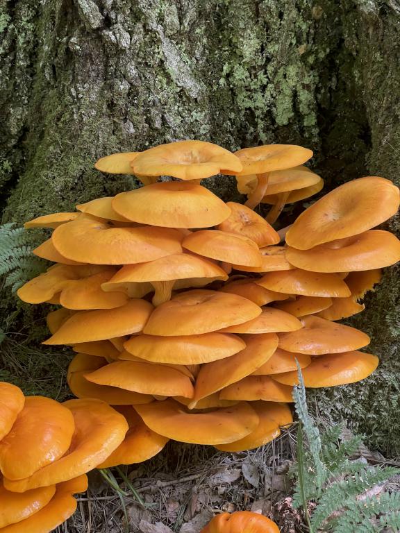 Jack-o-lantern (Omphalotus olearius) in August at Shaker Mountain in western MA