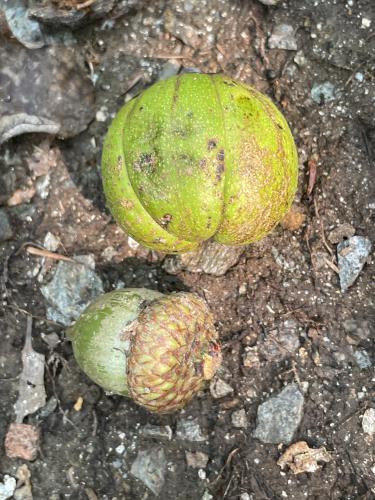 nuts in August at Shaker Mountain in western MA