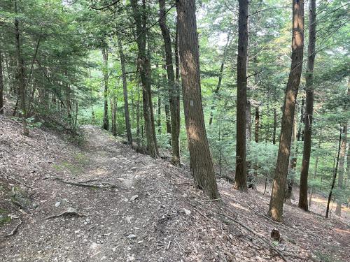 woods road in August at Shaker Mountain in western MA