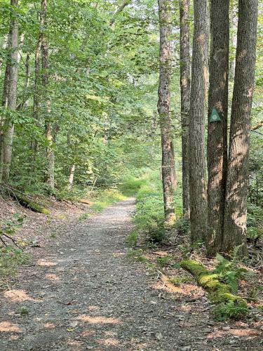 trail in August at Shaker Mountain in western MA