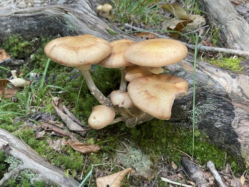 mushrooms at trailside in September on the way to Signal Ridge Peak in central NH