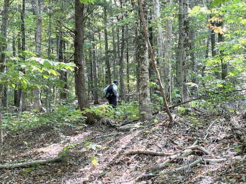 woods at Signal Ridge Peak in central NH