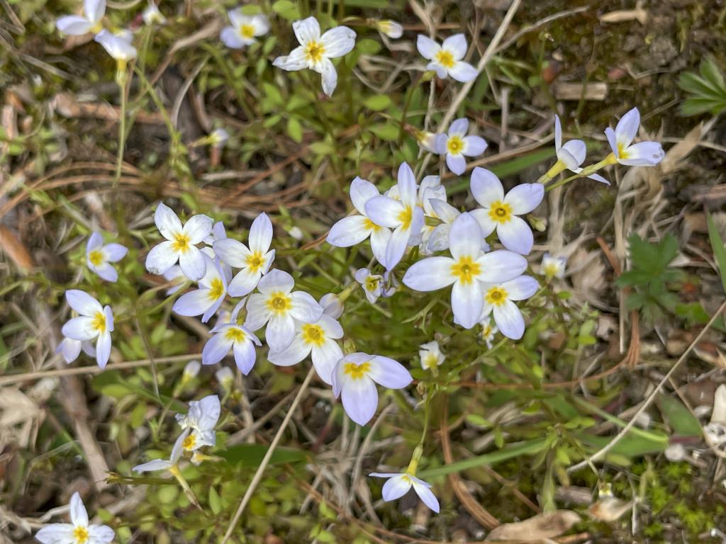 Alpine bluet (Houstonia caerulea) in May at Skinner Forest in northeast MA