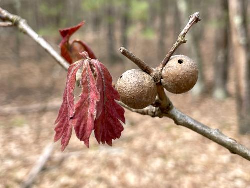 new growth of an Oak tree in May at Skinner Forest in northeast MA