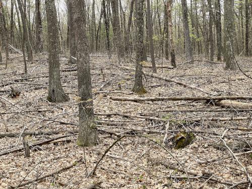 weird woods in May at Skinner Forest in northeast MA