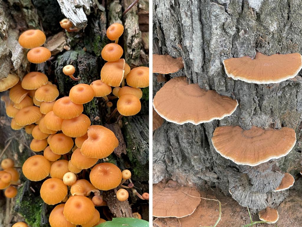 mushrooms in August at Sklar Waterfront Park in southern NH