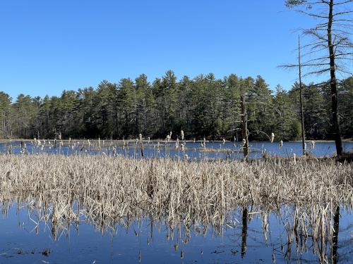 pond in April on West Branch Fever Brook near Soapstone Hill in central MA