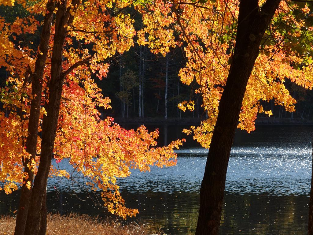 golden foliage in October beside Lovewells Pond at Southwest Trails in Nashua, New Hampshire