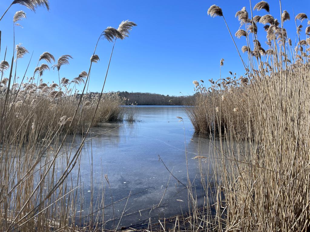 view of Cape Pond in February at South Woods in northeast MA