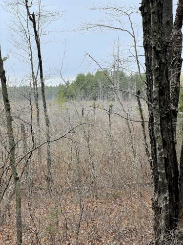 swamp in November at Spruce Swamp in southern New Hampshire