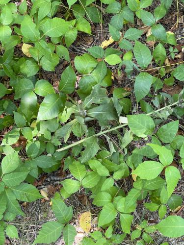 poison ivy in August at Stavros Reservation near Essex in northeast Massachusetts