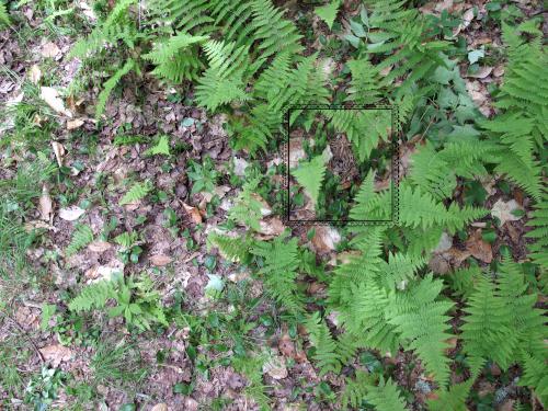 bird's nest in June at trailside near Stoddard Rocks in southern New Hampshire