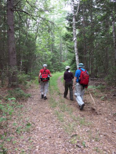 woods road at Stoddard Rocks in southern New Hampshire