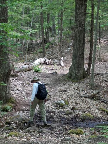 Bog Trail at Stonehouse Forest in southeastern New Hampshire