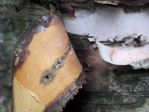 peeling Birch bark at Sugar Mountain in northern New Hampshire