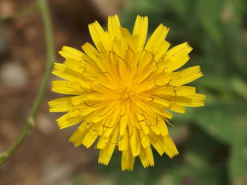 Fall Dandelion (Leontodon autumnalis) at Sugar Mountain in northern New Hampshire