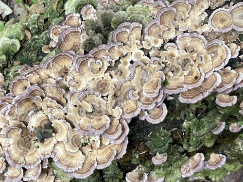 mushrooms in August on Sulphur Hill in southwest NH