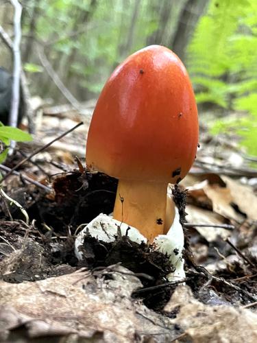 mushroom in August at Sulphur Hill in southwest NH